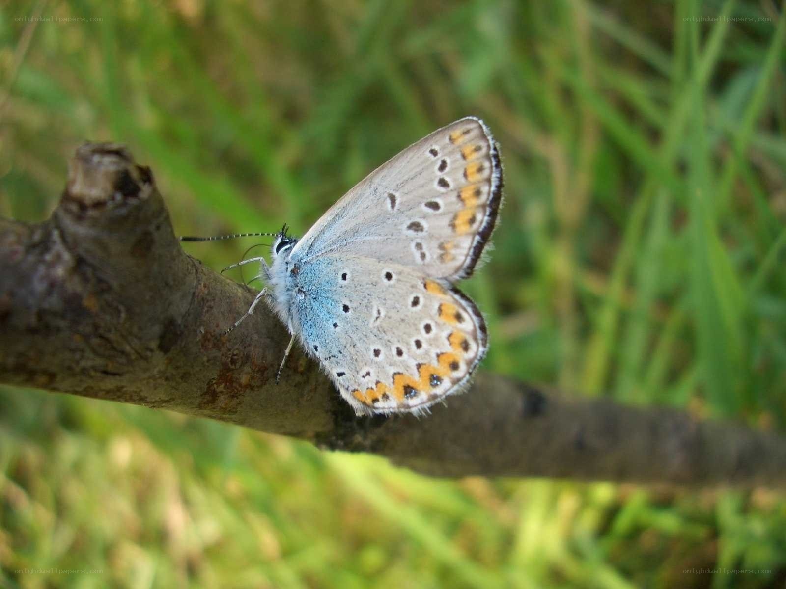 blue butterfly on a branch