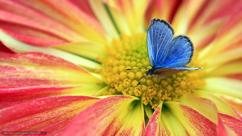 Blue butterfly on a colorful flower