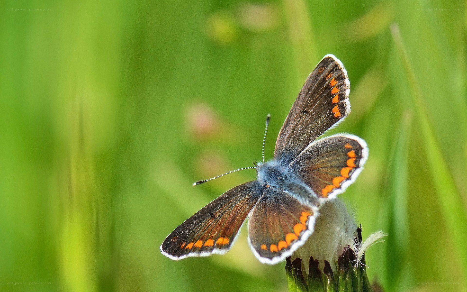 blue butterfly on a flower