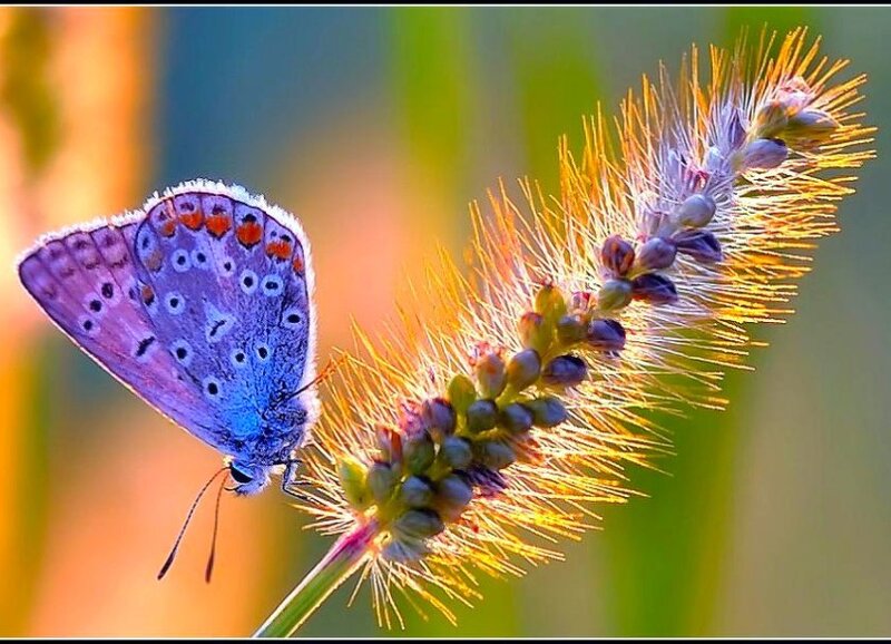blue butterfly on a flower