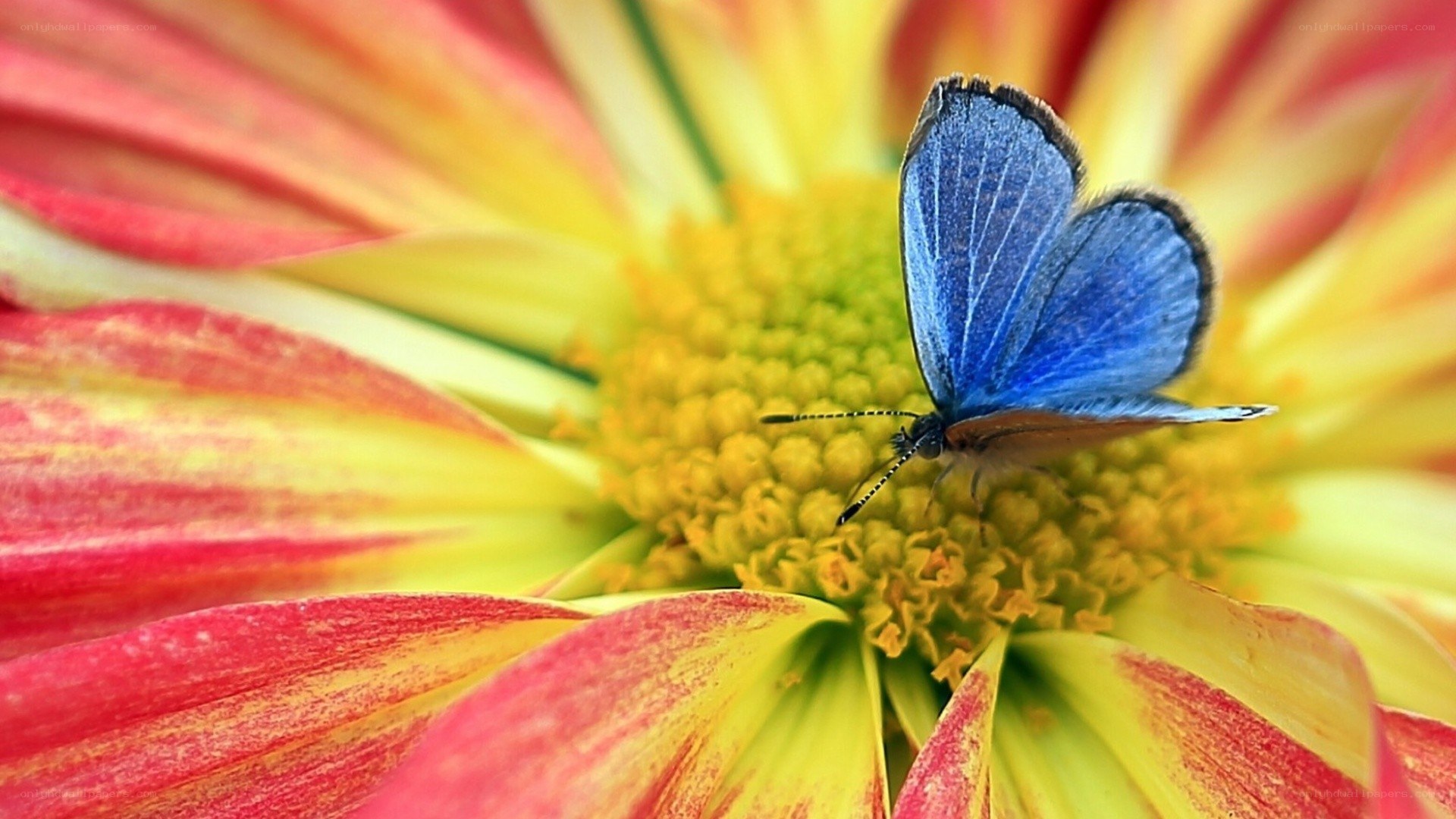 Blue butterfly on a flower