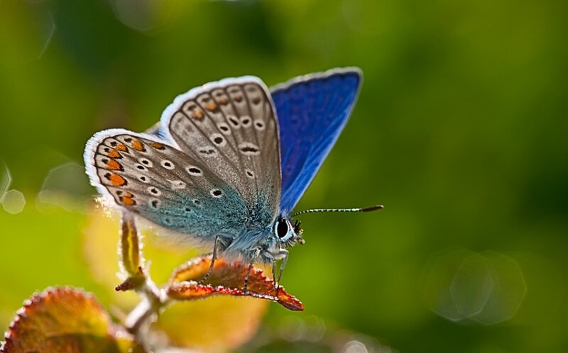 Blue butterfly on a leaf