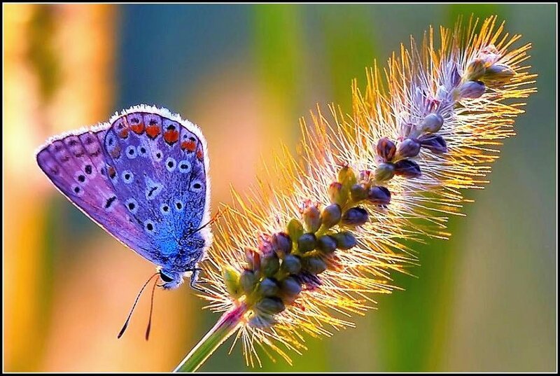 blue butterfly on a plant