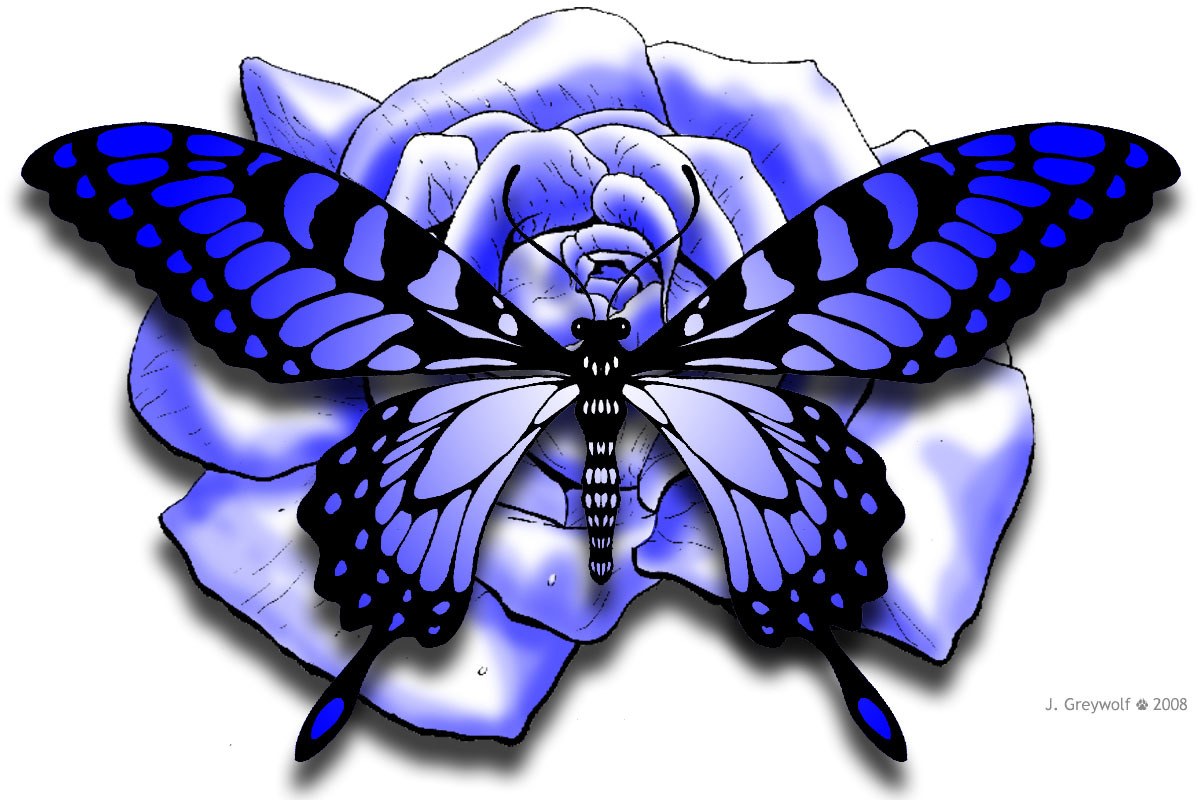 Blue butterfly on a rose