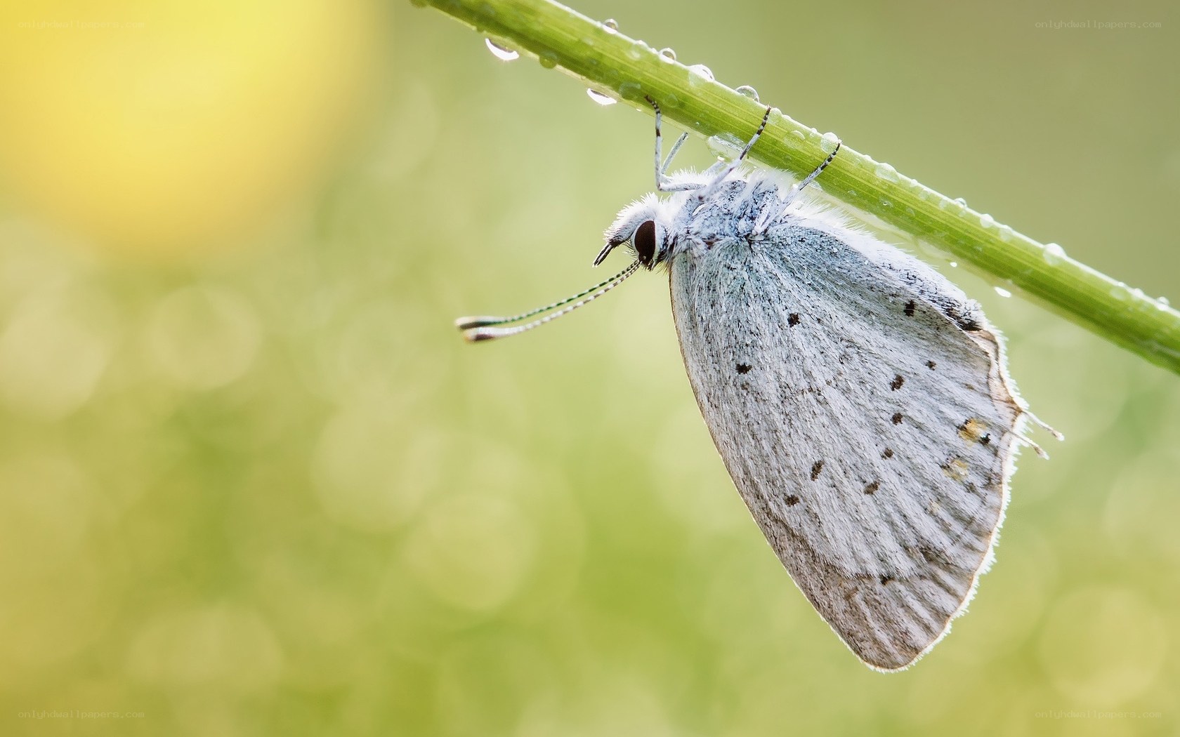 blue butterfly on a stem