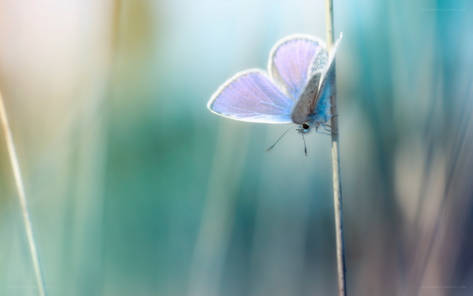 Blue butterfly on a stem