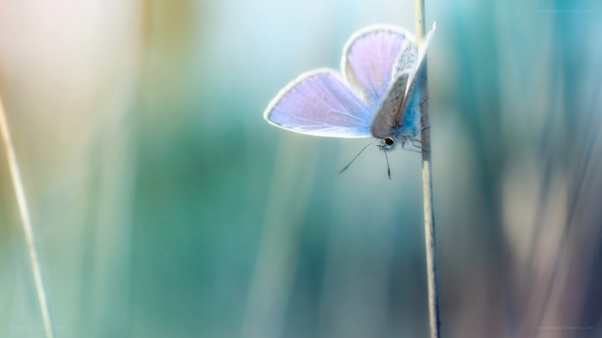 blue butterfly on a stem