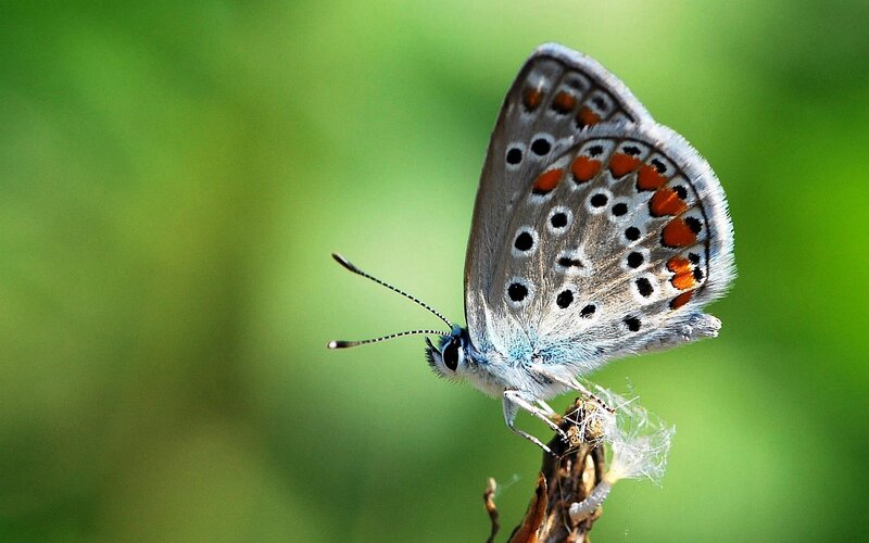 blue butterfly on a stem
