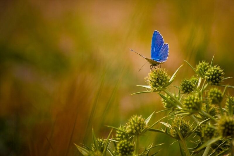 Blue butterfly on a thistle