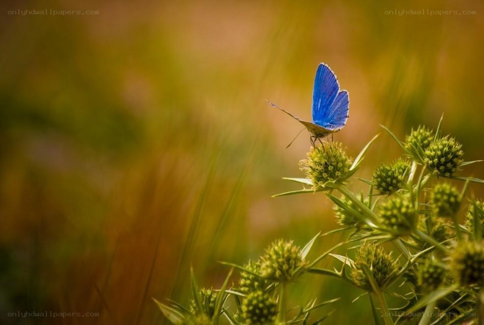 Blue butterfly on a thistle