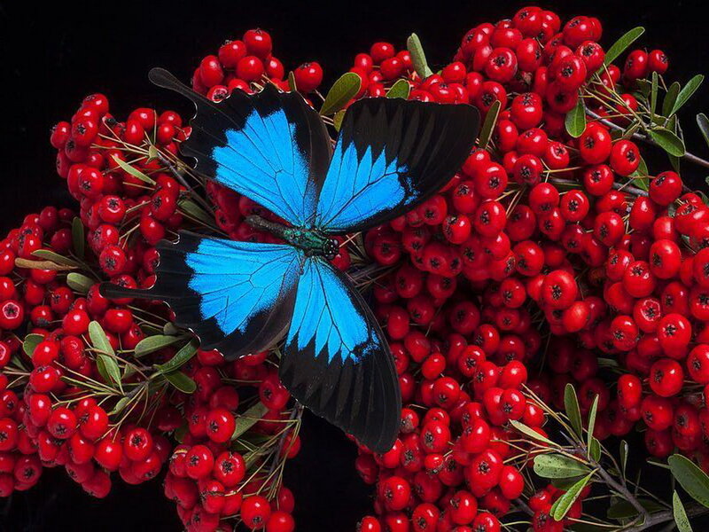 Blue Butterfly on Berries