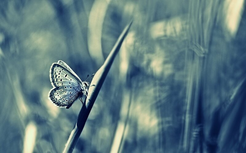 Blue Butterfly on Blade