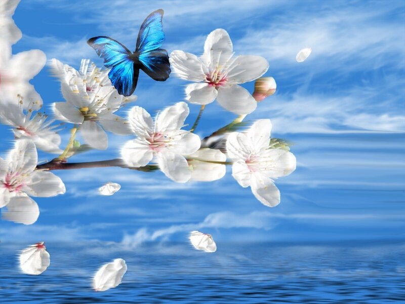Blue Butterfly on Blossoms