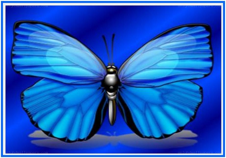 blue butterfly on blue background