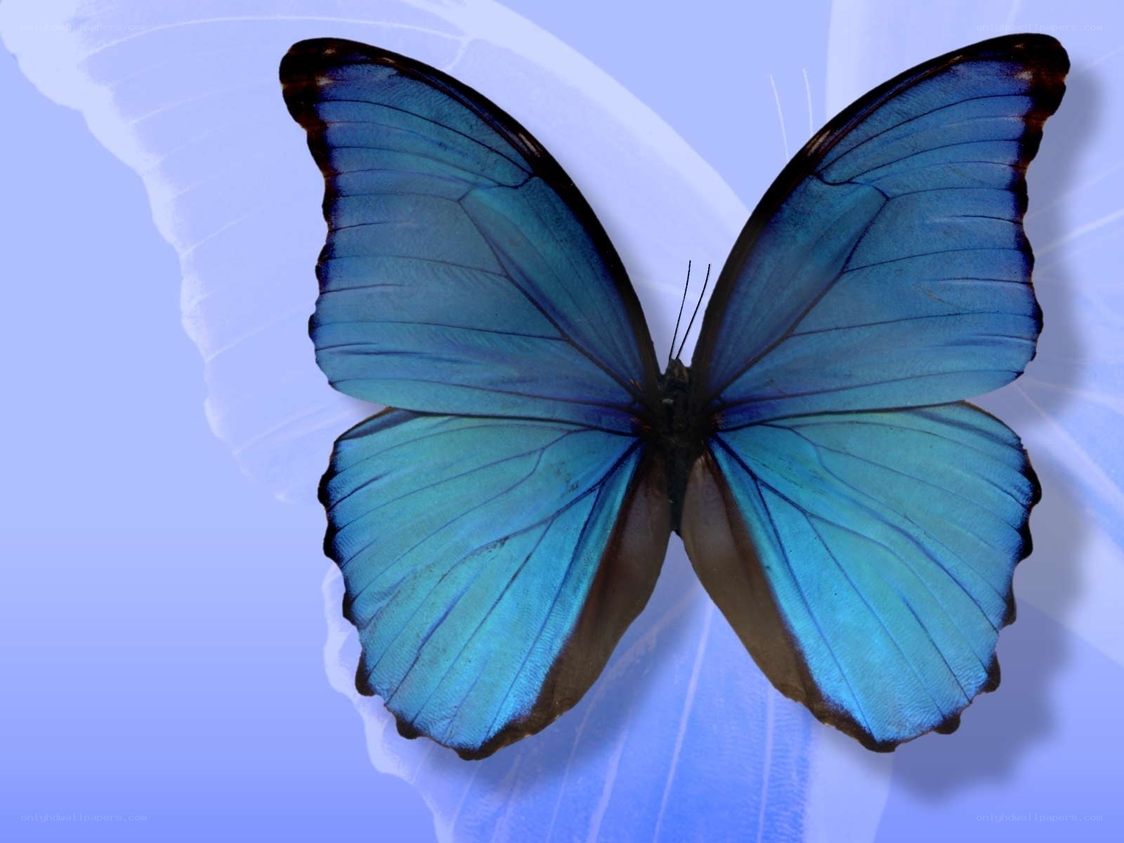 Blue butterfly on blue background
