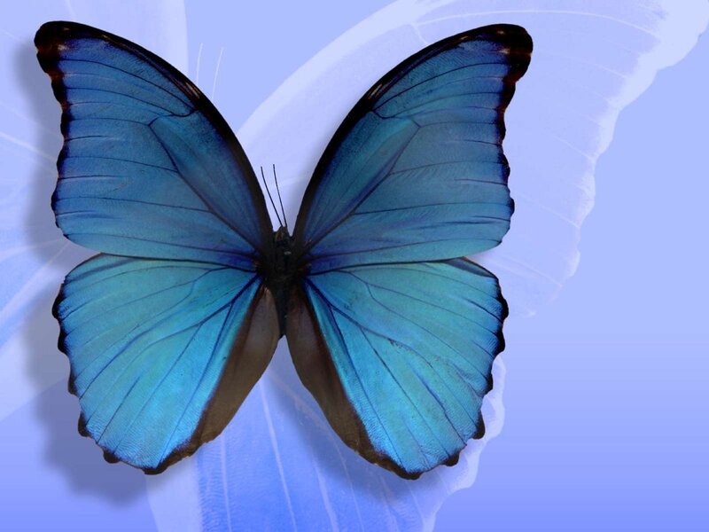 blue butterfly on blue background