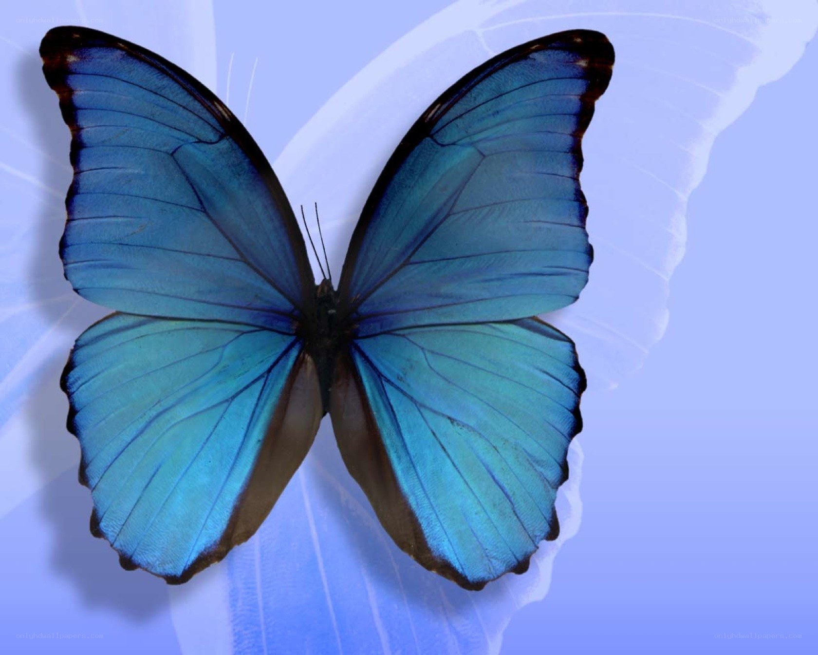 Blue butterfly on blue background
