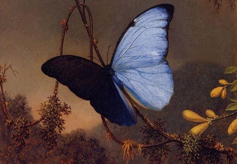 Blue Butterfly on Branch — Calm