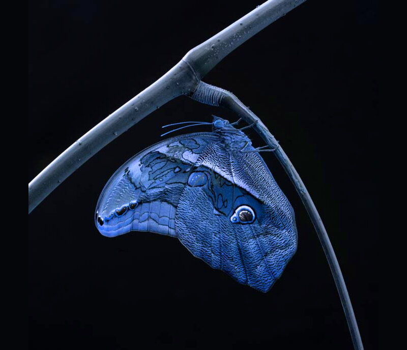 Blue Butterfly on Branch — Dramatic