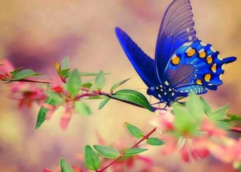 Blue Butterfly on Branch — Serene