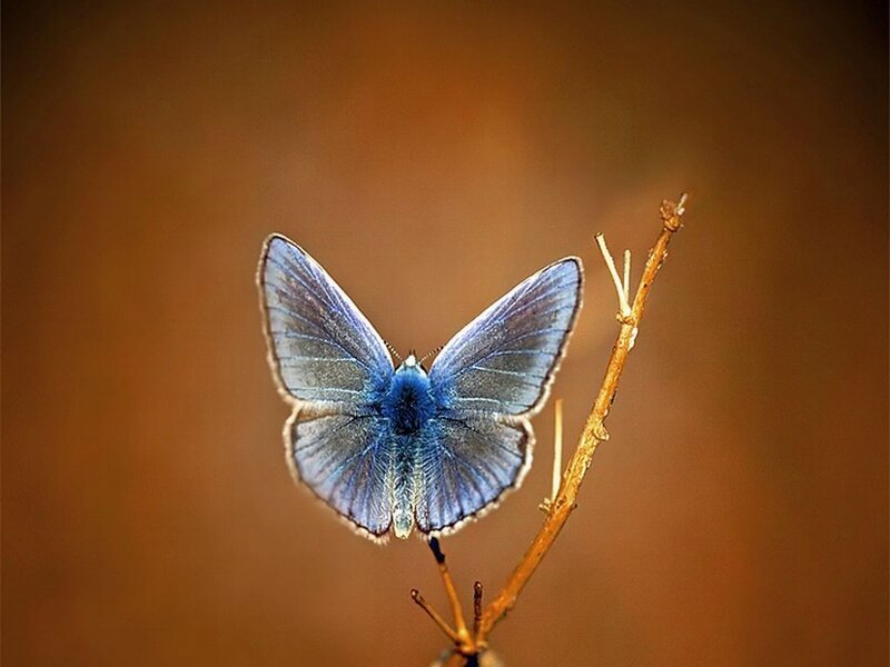 Blue Butterfly on Branch