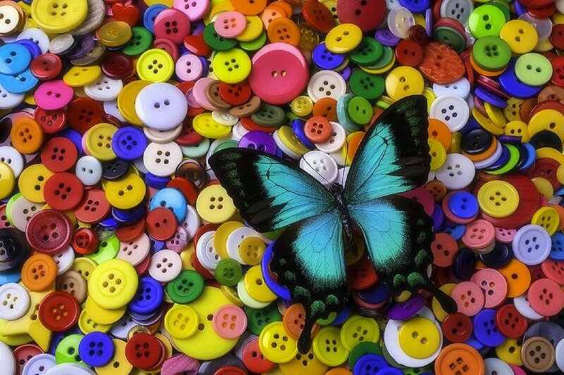 Blue Butterfly on Buttons