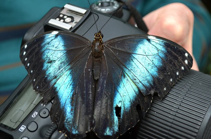 Blue Butterfly on Camera