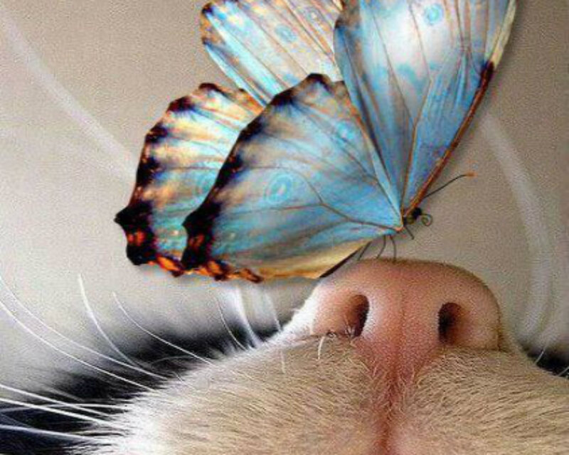 Blue Butterfly on Cat Nose