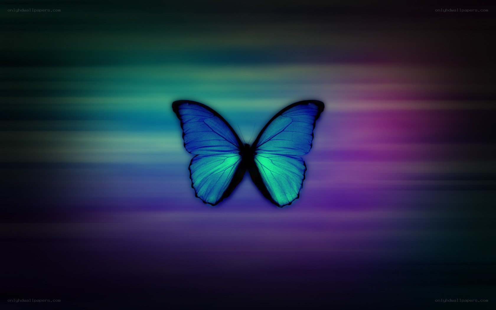blue butterfly on colorful background