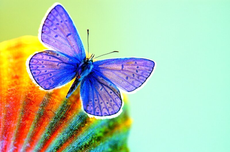 blue butterfly on colorful flower