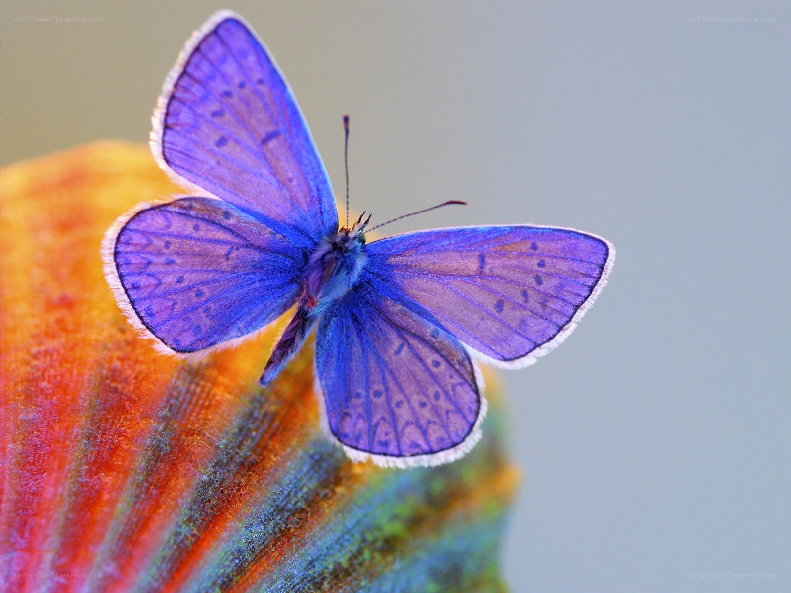 blue butterfly on colorful surface