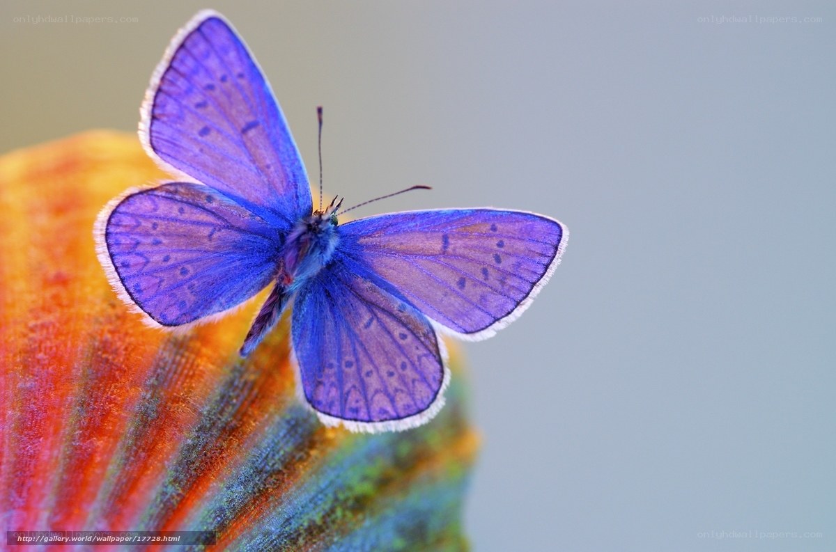 Blue butterfly on colorful surface