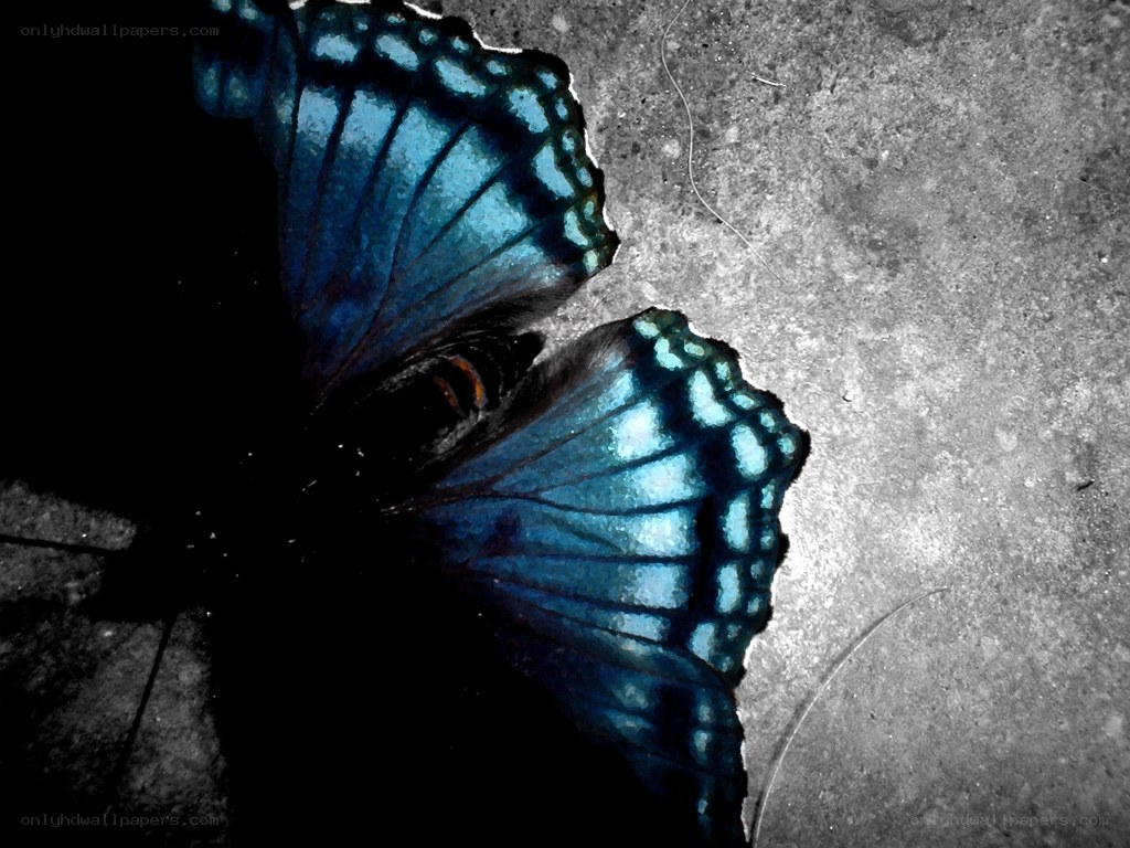 blue butterfly on concrete