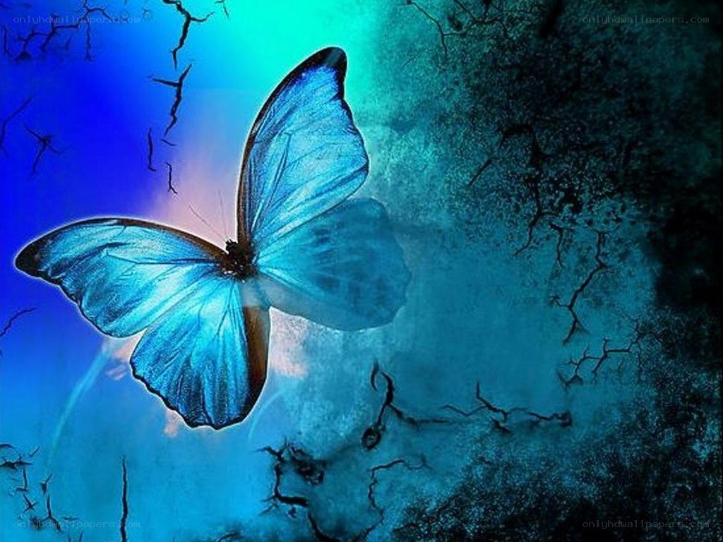 blue butterfly on cracked surface