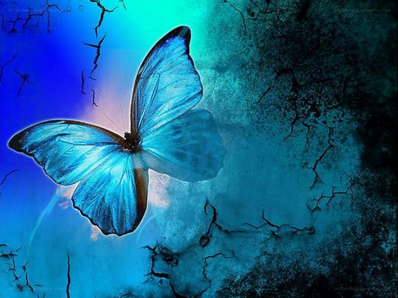 Blue butterfly on cracked surface