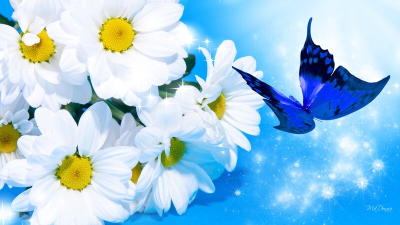 Blue Butterfly on Daisies