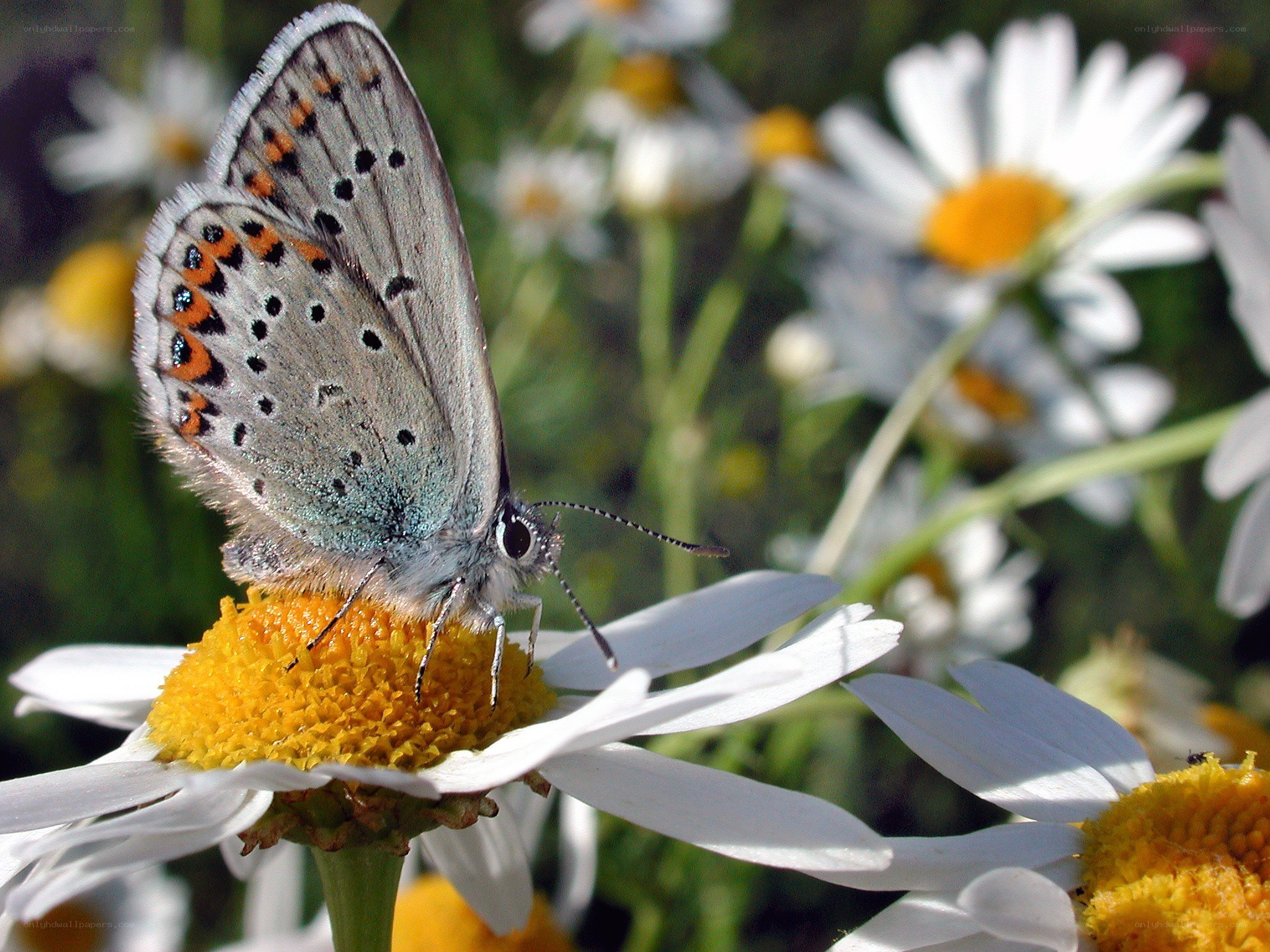 Blue butterfly on daisy flower