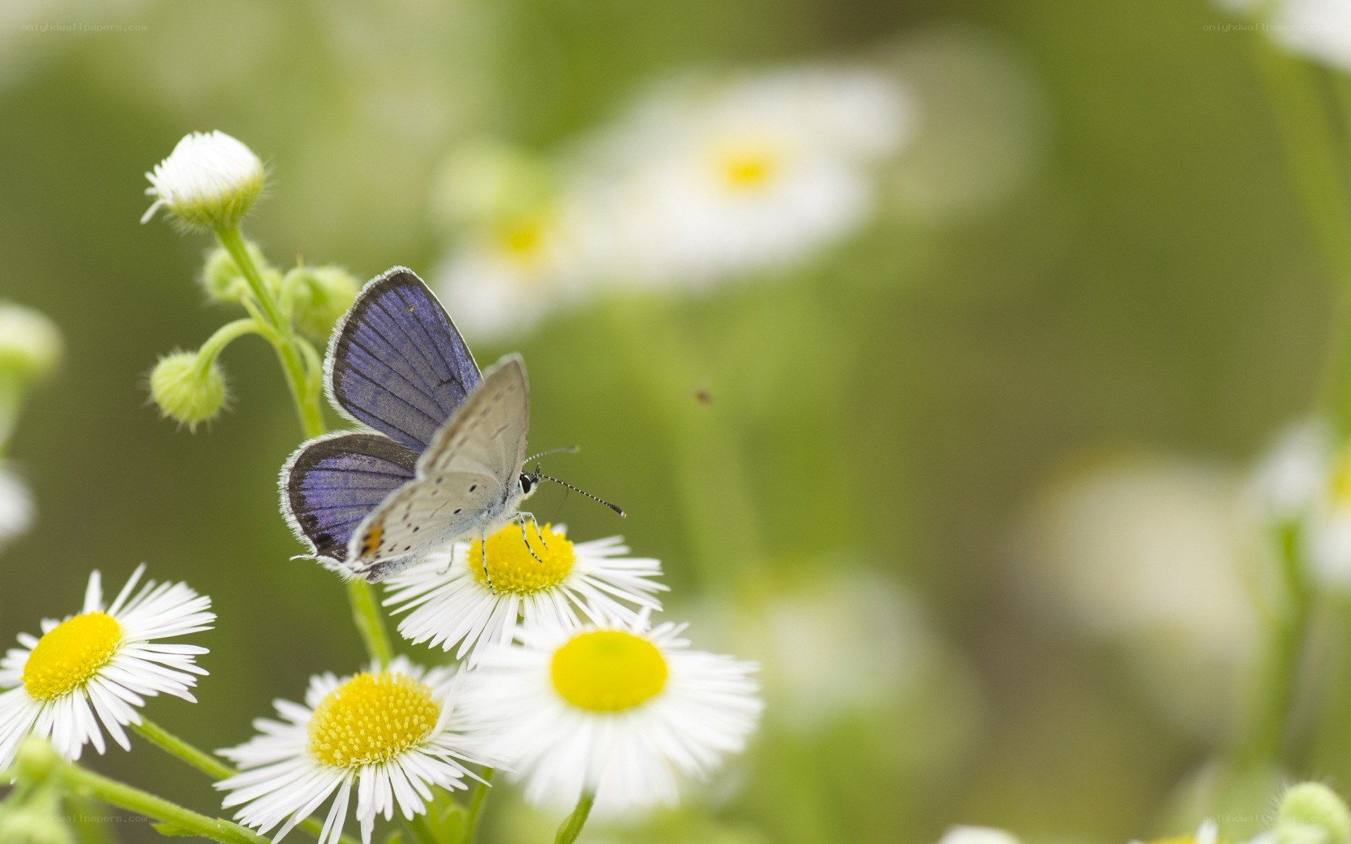 Blue butterfly on daisy flower