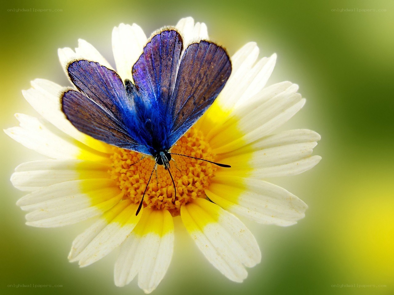 blue butterfly on daisy flower