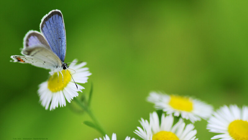 Blue butterfly on daisy flower
