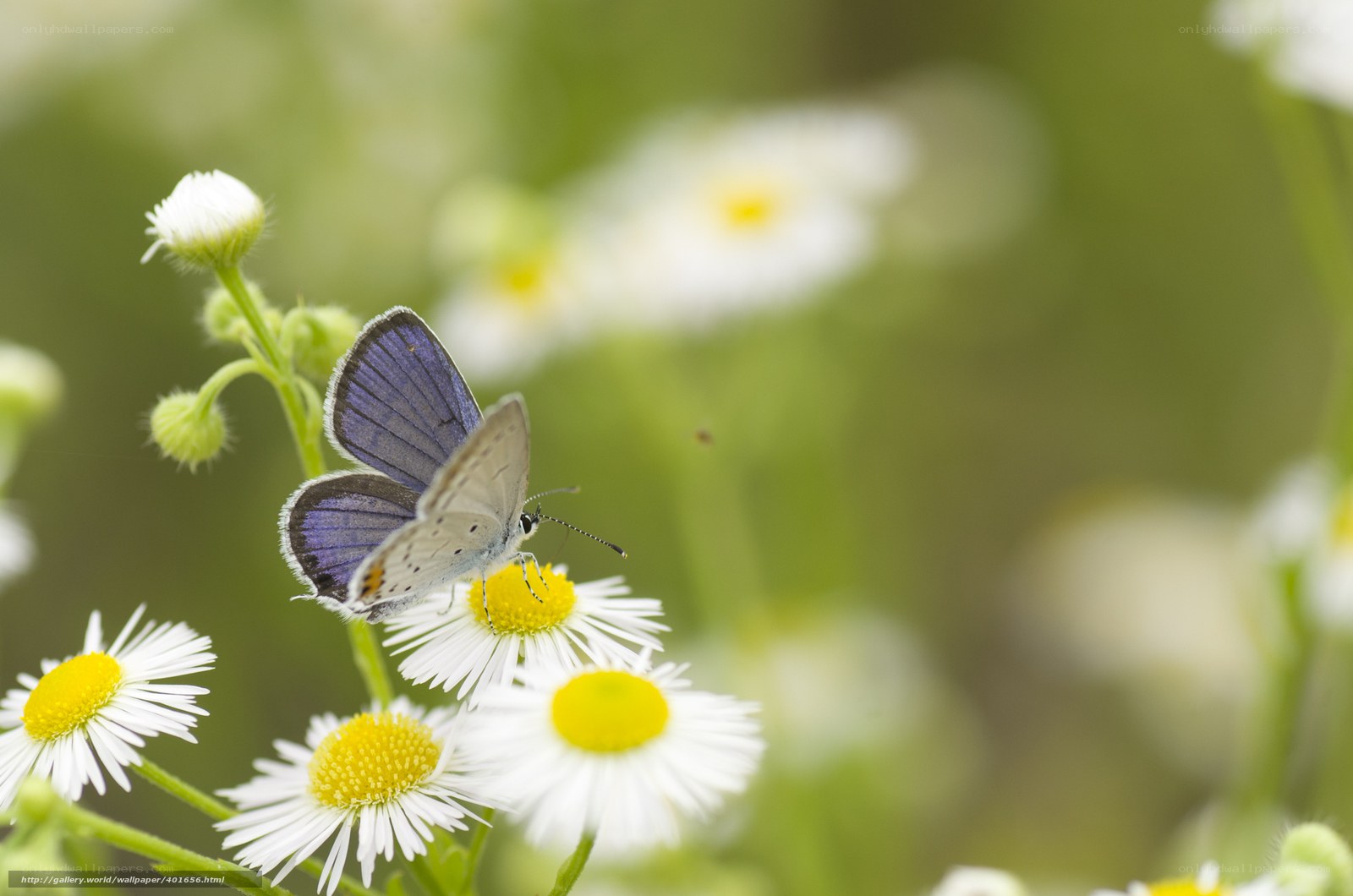 Blue butterfly on daisy flower