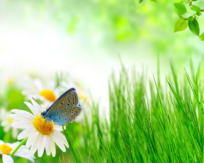 Blue Butterfly on Daisy — Green