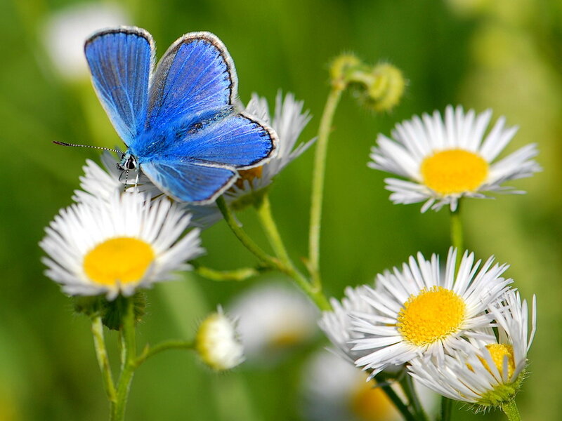 Blue Butterfly on Daisy — Serene, Summer