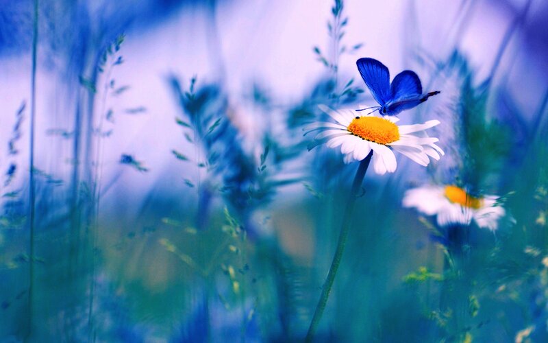 Blue Butterfly on Daisy — Serene