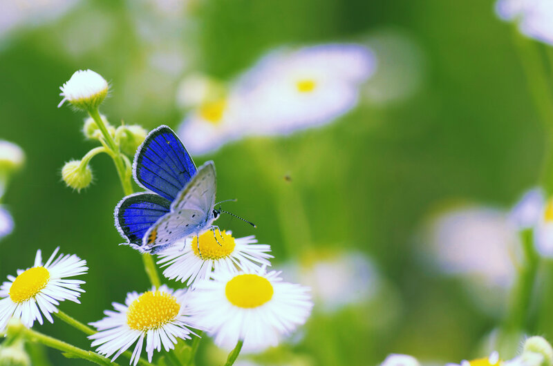 Blue Butterfly on Daisy