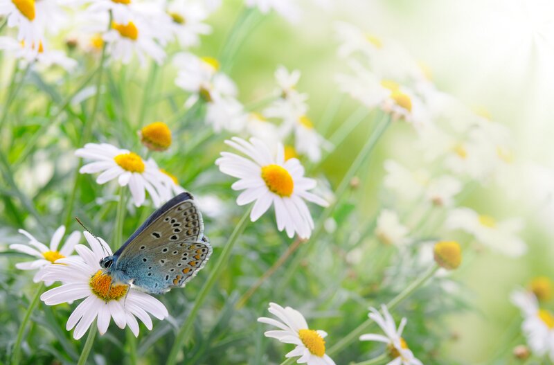 Blue Butterfly on Daisy — White, Serene