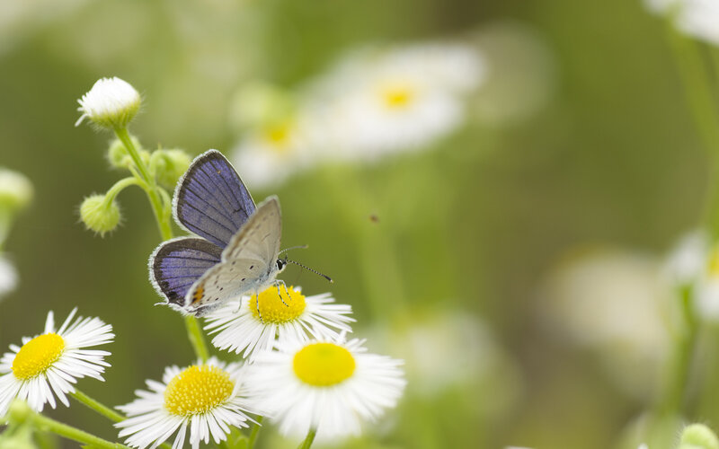 Blue Butterfly on Daisy — White