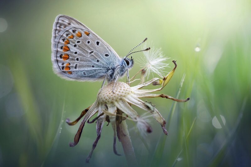 Blue Butterfly on Dandelion — Green