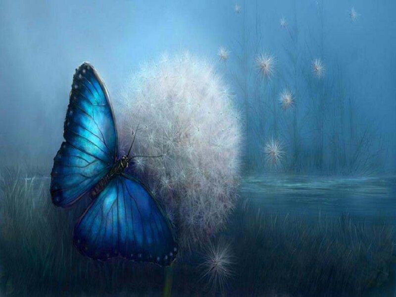 Blue Butterfly on Dandelion — Serene, Night