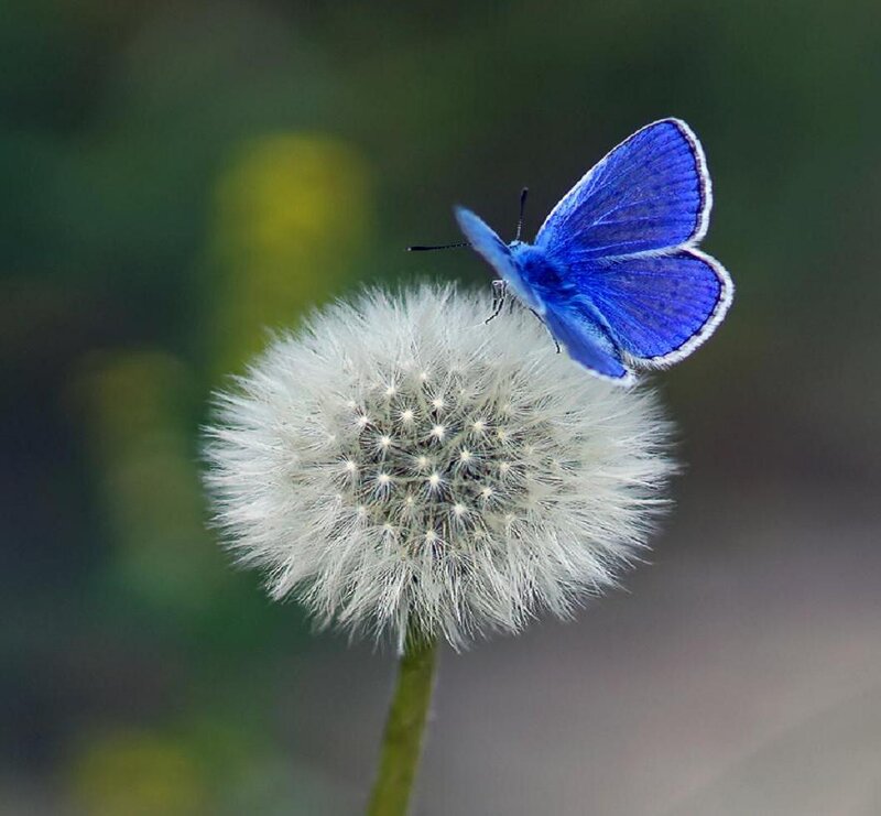 Blue Butterfly on Dandelion — Serene